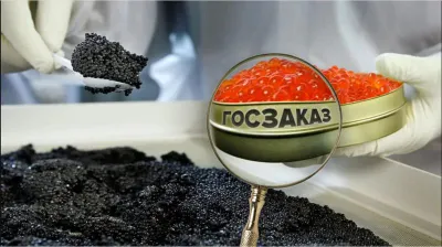 Икра на 147 миллионов тенге: незаконный тендер осетрового завода отменили в Атырау