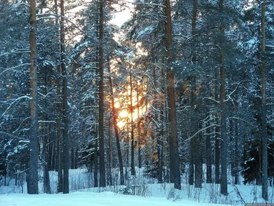 Трехлетний мальчик выбрался из леса, пройдя три километра в мороз