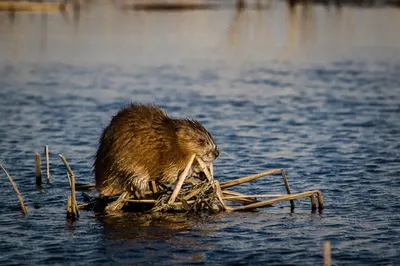 В массовом истреблении ондатры подозревается житель Алматинской области