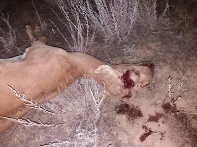 В ЗКО задержаны четыре браконьера, погубившие шесть сайгаков