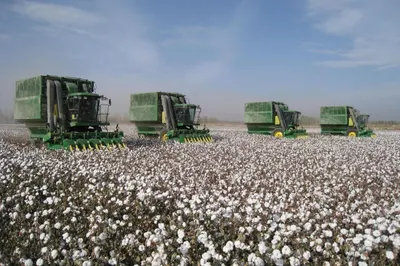 От госзаказа на хлопок отказываются в Узбекистане