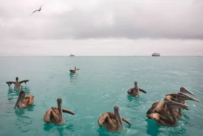 Гигантскую «каплю»-убийцу обнаружили в Тихом океане