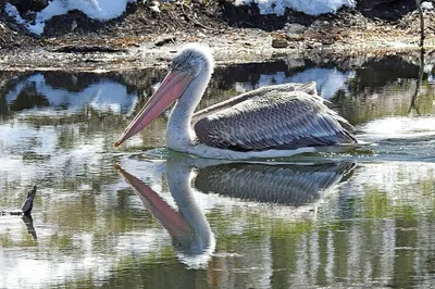 Двух замерзших пеликанов спас житель Восточного Казахстана