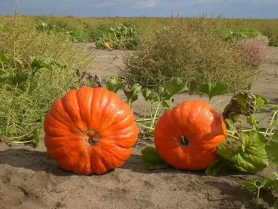Павлодарский бахчевод по совету Назарбаева первым наладил переработку тыквенных семян