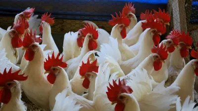 В ВКО внедряют биогаз из птичьего помета