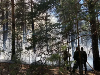 Пожар начался в лесничестве «Ертіс орманы» в Павлодарской области