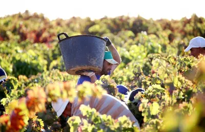 Урожай на десятки миллионов фунтов остается гнить на полях Великобритании