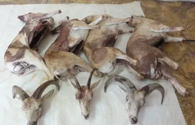 В Мангистау осуждены браконьеры за охоту на архаров