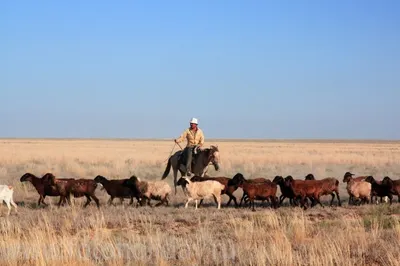 Останки человека нашел пастух в Мангыстау