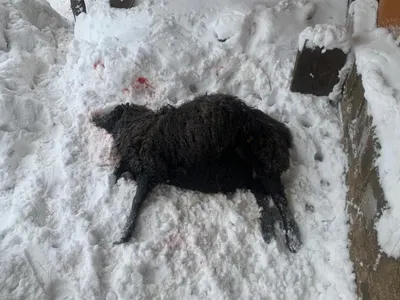 Это сделали волки – нападения на скот в Павлодарской области