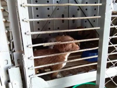 Все бродячие псы попадают в изолятор? ВИДЕО, ФОТО