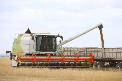 Какие меры принимает правительство для поддержки сельхозпроизводителей