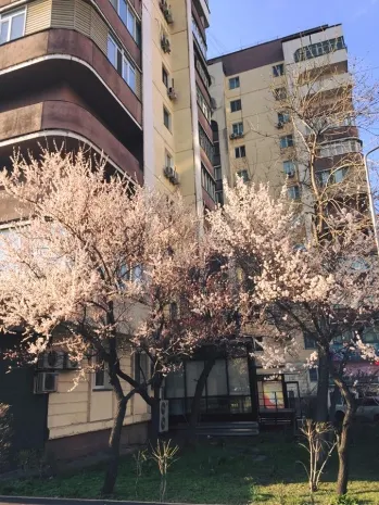 В Алматы на Наурыз зацвел урюк