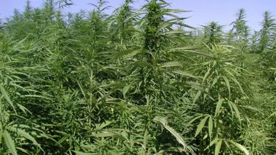 Поле дикорастущей конопли уничтожили пограничники в Северном Казахстане