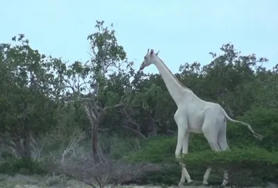 Останки самки белого жирафа и ее детеныша обнаружили в Кении