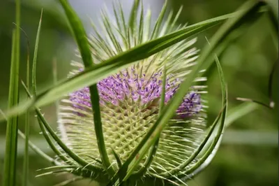 В листьях растений впервые выявлен микропластик