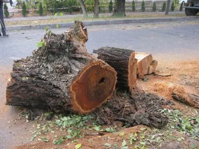 14 деревьев упало в Алматы за сутки