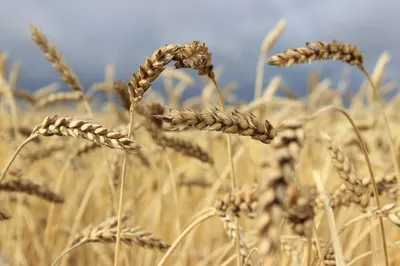 Цены на зерновые значительно снизились на мировом рынке