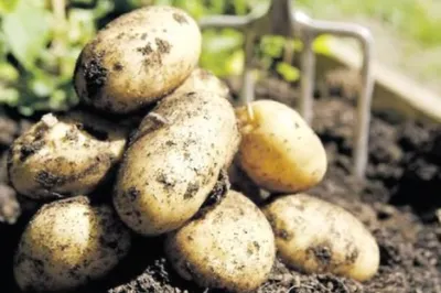 В Казахстане введен запрет на импорт картофеля из Кыргызстана