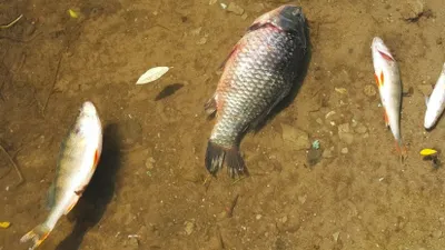 В Омске обеспокоены гибелью рыбы и странным окрасом воды в Иртыше