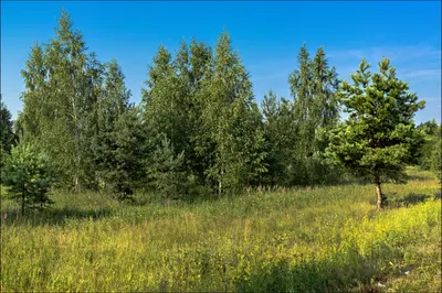 Против карьера в лесном массиве выступают сельчане Западного Казахстана