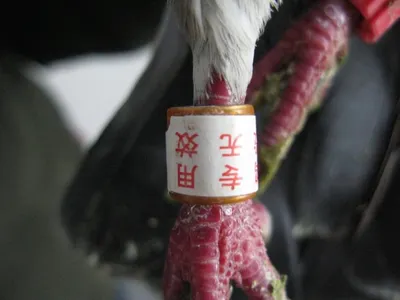 Голуби с иероглифами и передатчиками залетают из Китая в Казахстан