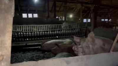 Жители трех поселков требуют закрыть свиноферму близ Усть-Каменогорска