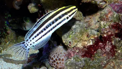 Отпугивающую хищников «героином» рыбу открыли ученые