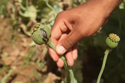 Более 2,5 тысячи кустов опийного мака изъяли у жителя Туркестанской области