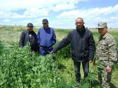 Казахстанец пытался спрятать тонну марихуаныЭксклюзив
