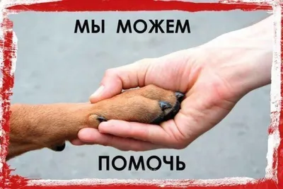 Пожертвования на лечение бродячих животных украли в Павлодаре