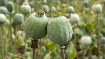 Плантацию опиумного мака вырастил в своем саду житель Усть-Каменогорска