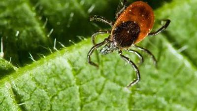 Казахстанцам пора готовиться к сезону клещей