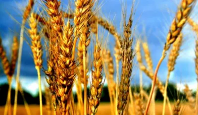 В Казахстане собран урожай на 8325,6 тыс. гектаров