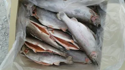 На границе Казахстана и Кыргызстана пытались незаконно провезти форель