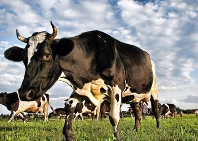 За 3 тыс. тенге желающие могут подоить коров в СКО