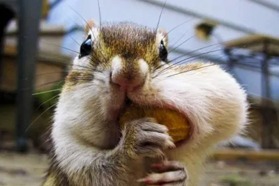 Бурундуки, которые знают, что орехов много не бывает