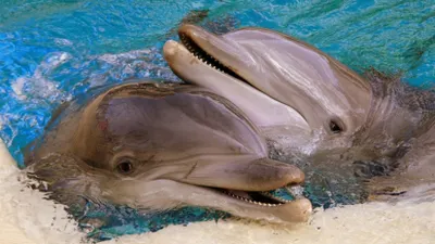 День китов и дельфинов, создана федерация гимнастики и продан первый «Форд»