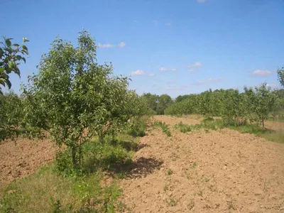 Казахстанские сады поражает бактериальный ожог