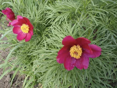 Браконьеры пытались выкопать редкие пионы «Марьин корень» в ВКО