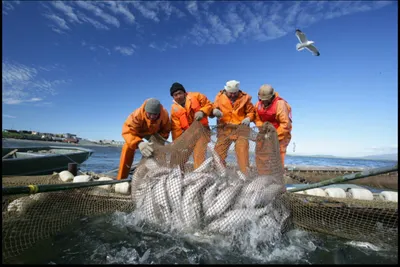 Снижение рыбных ресурсов наблюдается во многих водоемах Казахстана