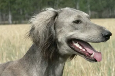 Казахстан может потерять свою национальную породу собак