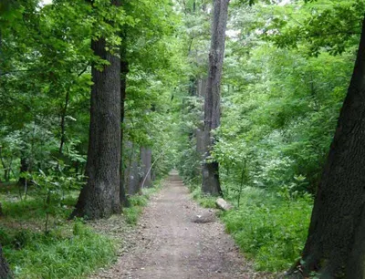 Южная Корея поможет восстанавливать леса в Казахстане