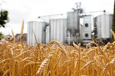 За хищение зерна осужден экс-глава представительств ТОО «Астық қоймалары»