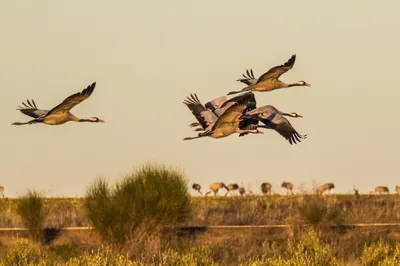 Народные приметы: увидеть журавля – к удаче
