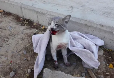 Один труп в день – работники ЖКХ уничтожают бездомных животных в Туркменистане