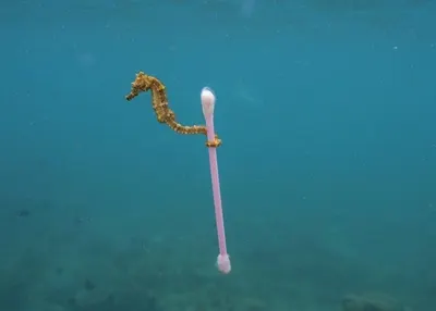 Ученые подсчитали количество пластика на дне Мирового океана