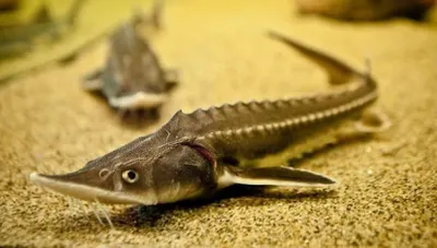 Сбежавший из дома осетр нашелся на автомойке