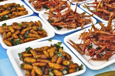 Школьников планируют кормить насекомыми в Великобритании