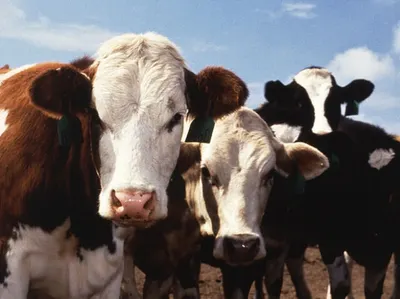 Делегация из Канады посетит аукцион по продаже племенного КРС